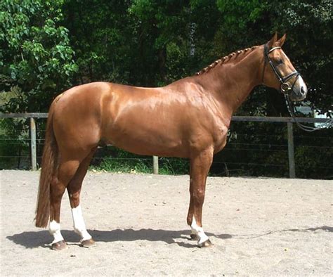 Hanoverian Horse Info, Origin, History, Pictures