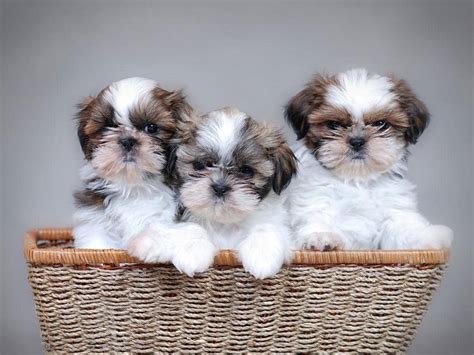 How to Take Care of Newborn Shih Tzu Puppies? (Explained)