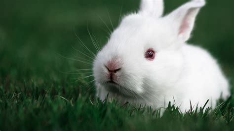 Cute Rabbit Wallpaper,HD Animals Wallpapers,4k Wallpapers,Images,Backgrounds,Photos and Pictures