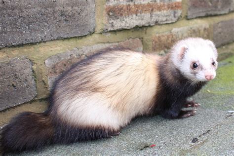 Ferret Colour Chart