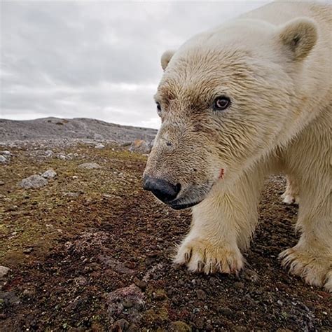 Polar bear hunting method | Interesting facts about polar bear you should know