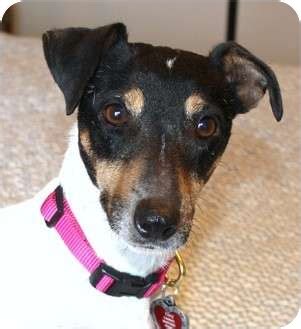 Ruby | Adopted Dog | Yorba Linda, CA | Smooth Fox Terrier/Jack Russell Terrier Mix