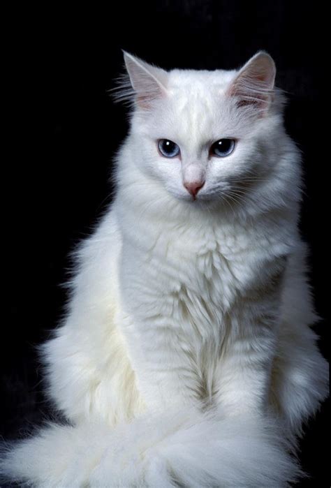 14+ Turkish Angora White Longhair Cat - Furry Kittens