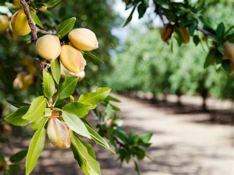 Almond Tree Care: Learn How To Grow An Almond Tree