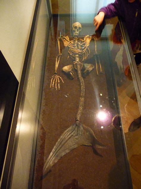 40 Mermaids ideas | mermaid, real mermaids, cryptozoology