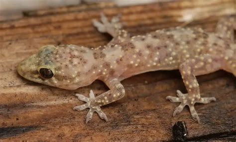 Mediterranean House Gecko Species Information and Facts