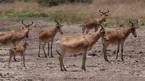 Hartebeest herd - Stock Video Clip - K008/4208 - Science Photo Library