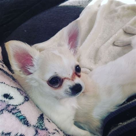 *REDUCED*Long coat chihuahua puppy for sale | in Kirriemuir, Angus ...