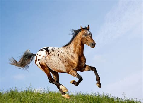 Appaloosa Horse Breed Profile