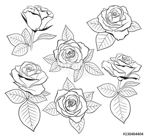 rose outline Vector set of detailed isolated outline rose bud sketches with jpg – Clipartix