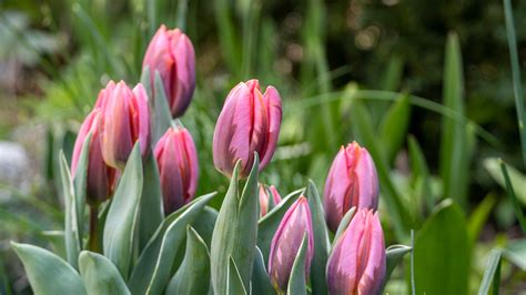 How to store tulip bulbs and save them for next year: easy tips for more flowers | Gardeningetc