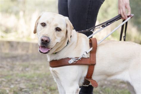 Guide Dog Harness - Guide Dogs SA/NT