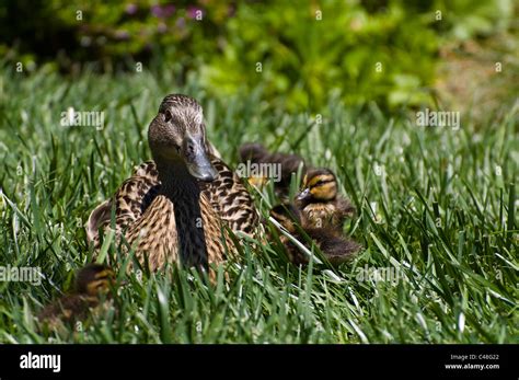 Mom and baby ducks Stock Photo - Alamy