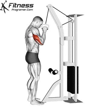 Triceps » Workout Routine Created By Govind Kumar