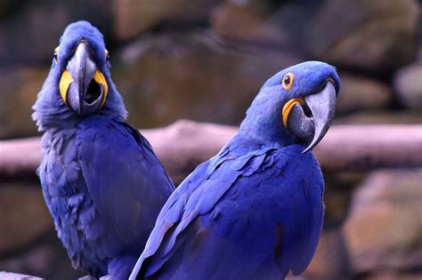 Purple Hyacinth Macaw | Details Guide for 2022