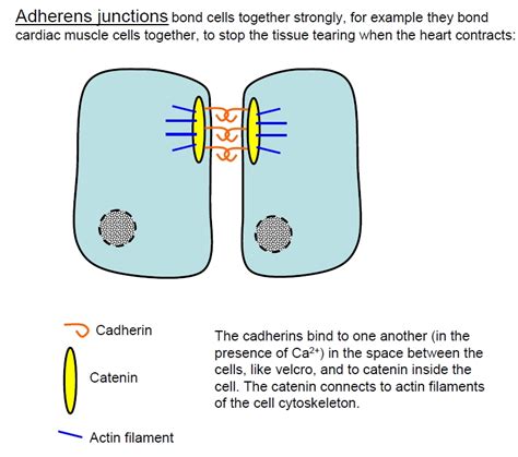 cells_junctions