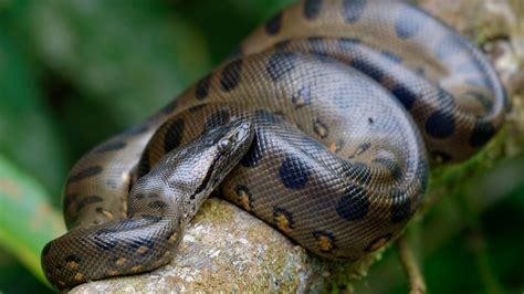 Anaconda: Habits, hunting and diet | Live Science