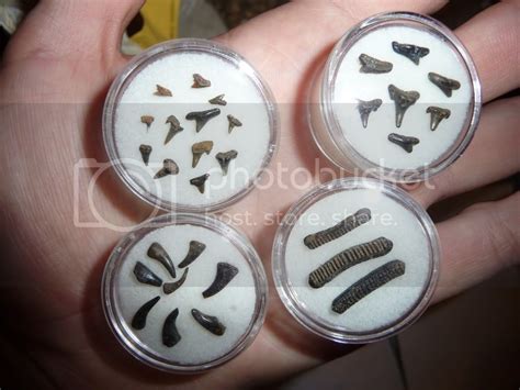 Displaying The 2nd Batch Of Shark Teeth, Gar Teeth And Ray Plates From Wb - Fossil Hunting Trips ...