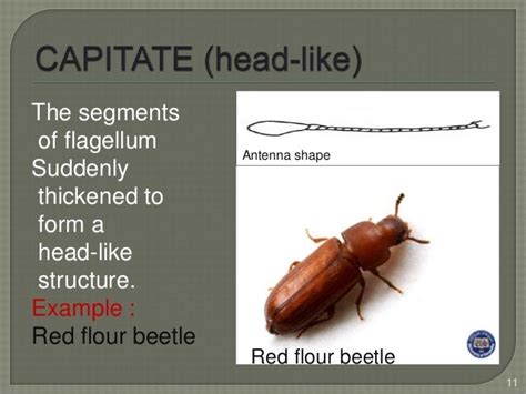 Types of antenna of insects