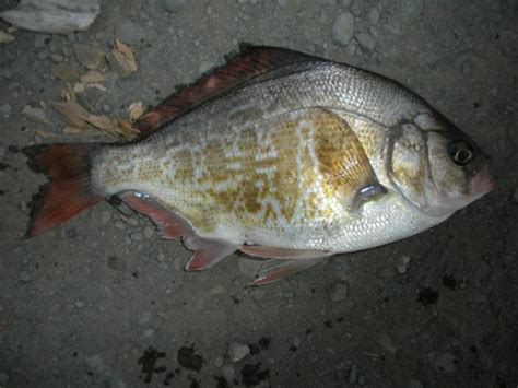 Surfperch Fish - Profile | Facts | Traits | Breeding | Migration - SeaFish