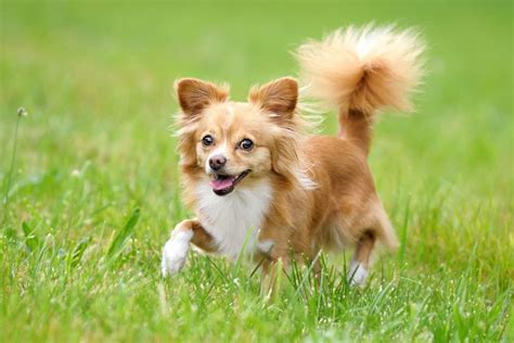 Long Haired Chihuahua: Info, Pictures, Genetics, Health, & FAQs