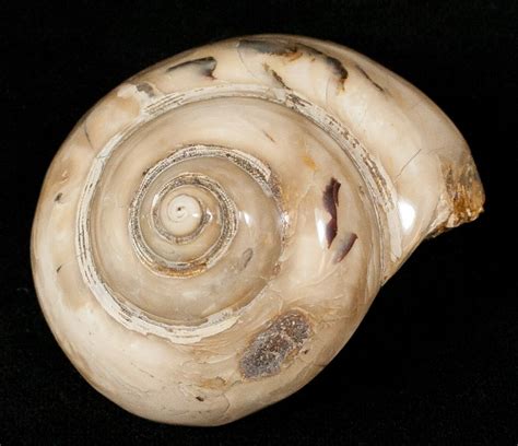 1.9" Polished Fossil Snail (Pleurotomaria) (#13188) For Sale - FossilEra.com