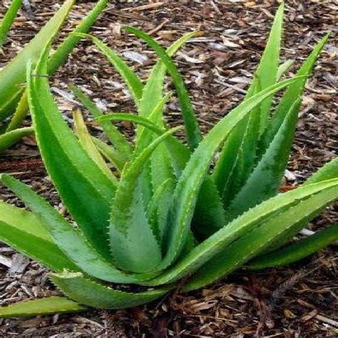 Aloe Vera (Aloe barbadensis) | Download Scientific Diagram