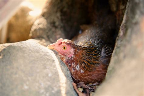 Chicken Laying Eggs Stock Photos, Images and Backgrounds for Free Download