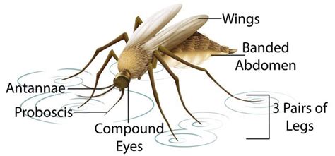 Mosquito Pupa Anatomy