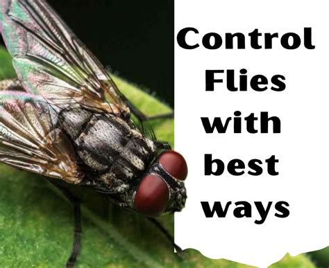 What is the best way to control flies?