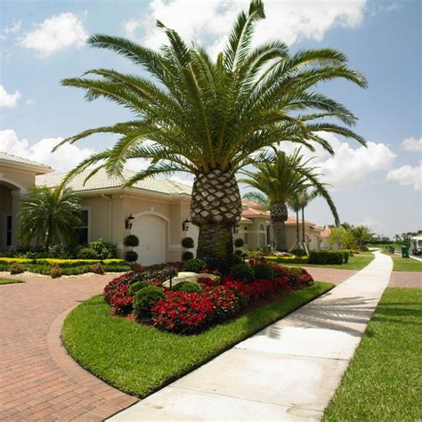 19 Exceptional Ideas To Decorate Your Landscape With Palm Trees