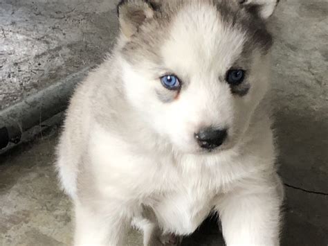 Husky / Malamute mix puppy! The new addition to our family. He was born ...