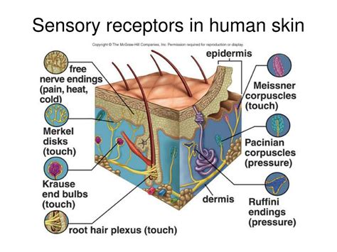 Where Are Cutaneous Receptors Located