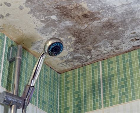 BATHROOM CEILING MOLD REMOVAL – WHEN TO CLEAN / WHEN TO CALL - Branch ...