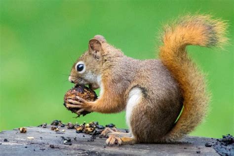 Different Types Of Squirrels Found in North America With Pictures