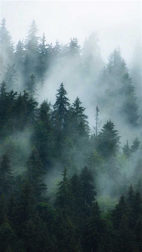 Foggy Forest Wallpaper Discover more Fog Forest, Foggy Forest, Forest, Landscape, Misty Forest ...