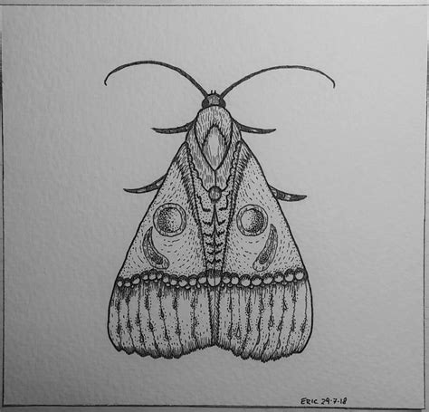 Moth graphic, falena, ink drawing, moth | Fly drawing, Moth, Ink drawing