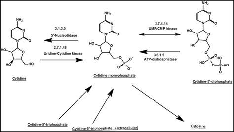 The proposed metabolic pathways of cytidine monophosphate in camel ...