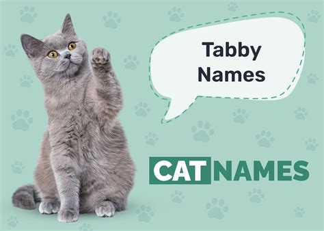 235 Tabby Cat Names for Felines With Swirls, Stripes & Spots - Catster