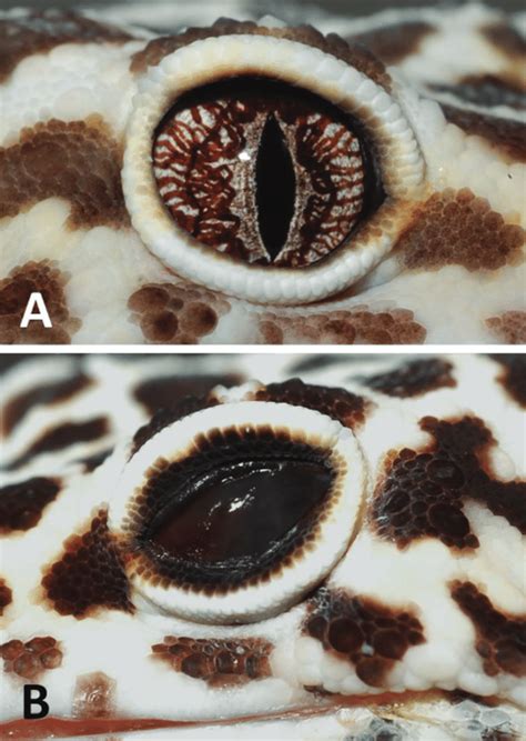 Photographs to illustrate the appearance of a normal leopard gecko eye... | Download Scientific ...