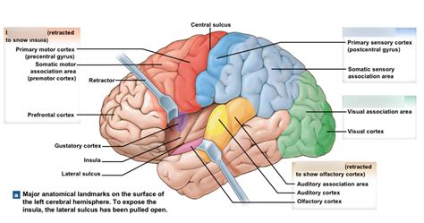 Brain Diagram Lobes