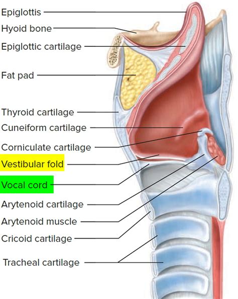 Larynx - Anatomy, Function in Respiratory System - Cancer Symptoms