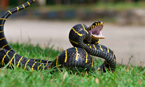 Mangrove Snake Pictures - AZ Animals