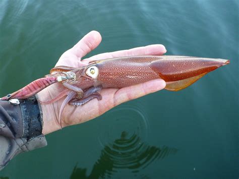 Jigging for Squid 101: Calamari for the Holidays - The Fisherman