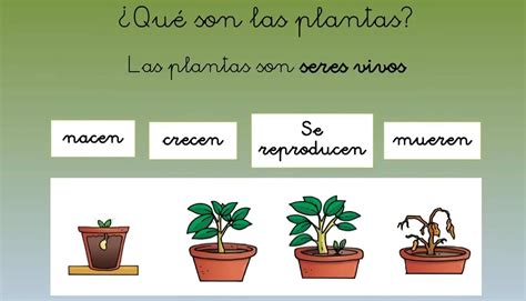 Ablehnen Kanone es kann caracteristicas de las plantas Weniger Zeitplan Plakate