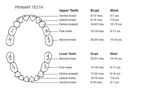 Primary Tooth Chart Printable - Printable Word Searches