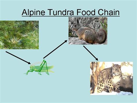 alpine Tundra : Biological Science Picture Directory – Pulpbits.net