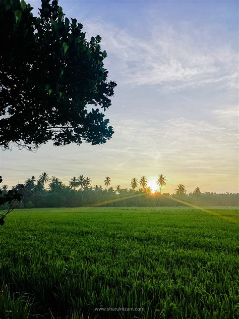 Menikmati Pemandangan Pagi Sawah Padi Di Parit Buntar, Perak