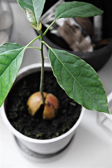 My Avocado Trees : A tale of growth | Minimal Blogs