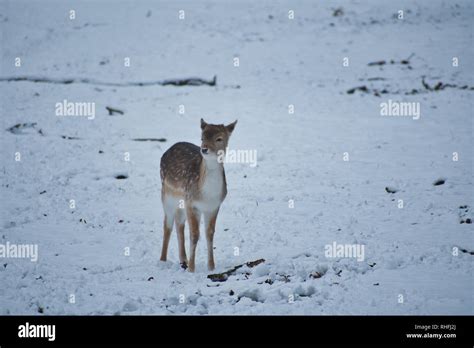 Baby deer in snow Stock Photo - Alamy